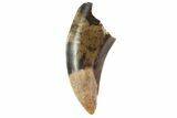 Serrated, Tyrannosaur Tooth - Judith River Formation, Montana #93726-1